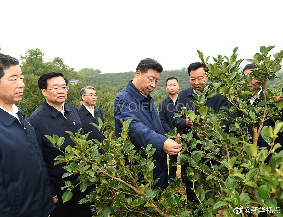 光山油茶籽榨油設(shè)備，山茶籽油榨油機(jī)廠家(圖1)